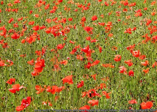 red poppy flowes