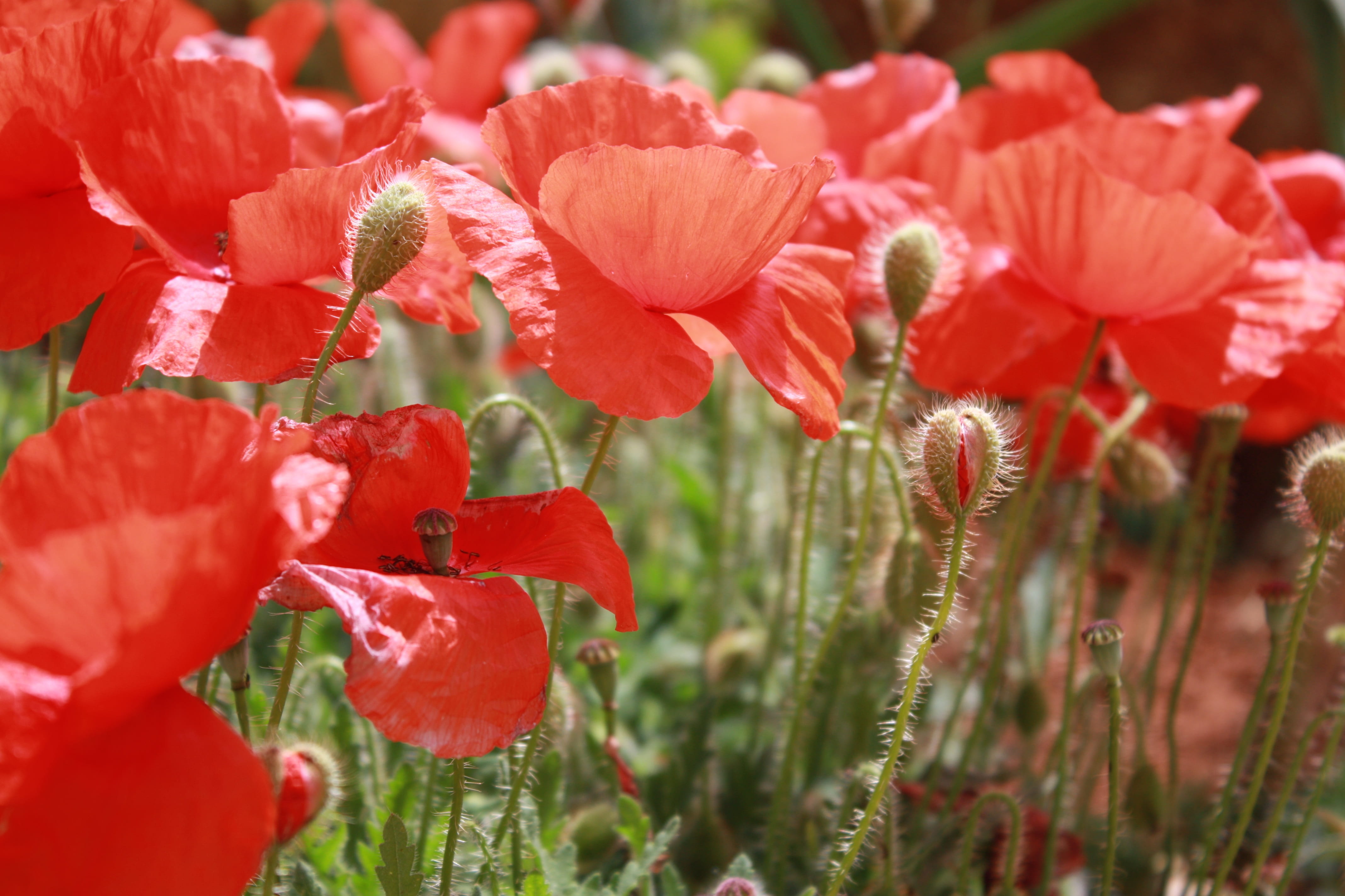 beautiful poppy flowers