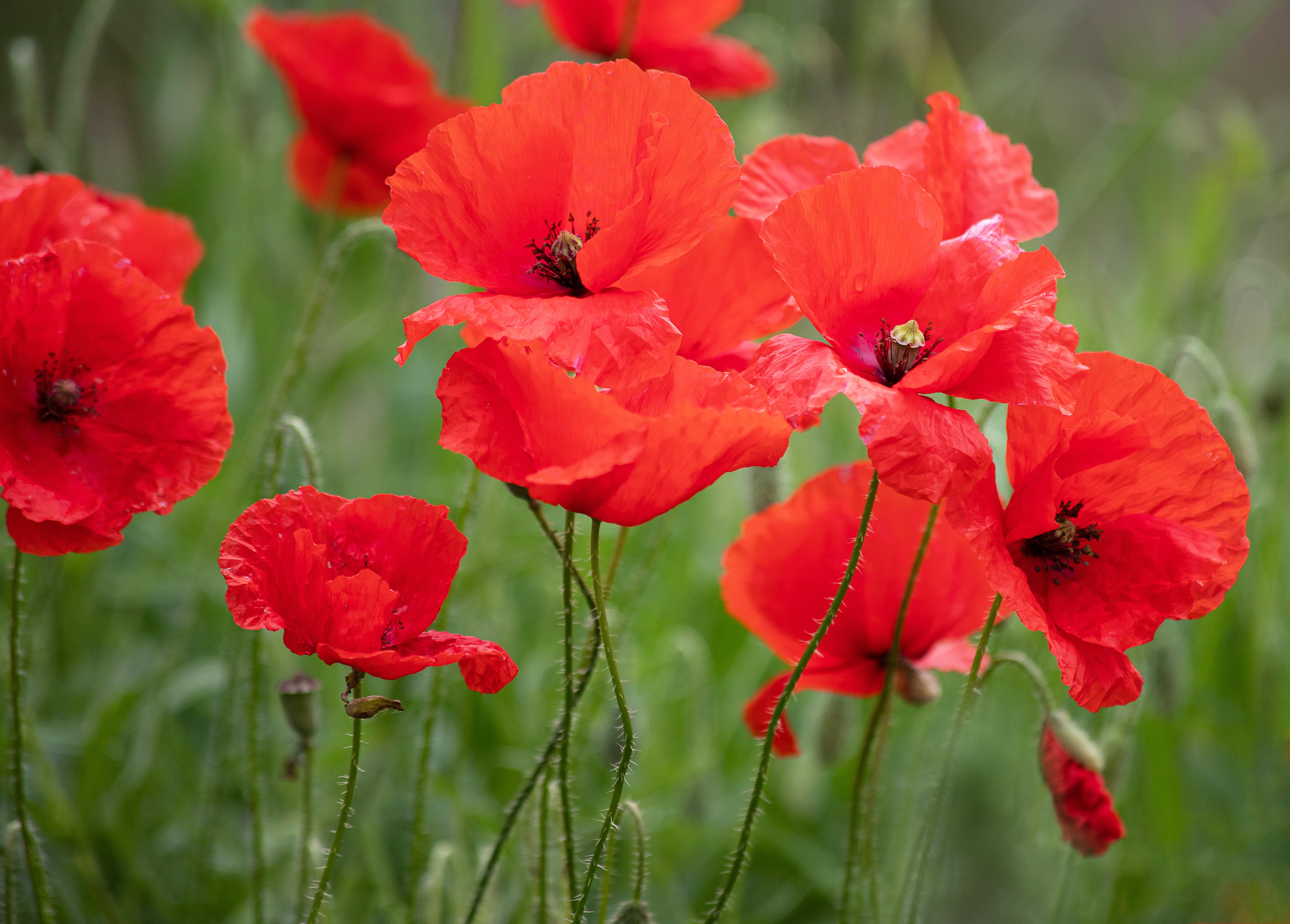 poppy flowers